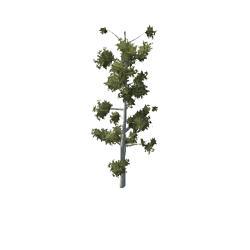 Tree 19